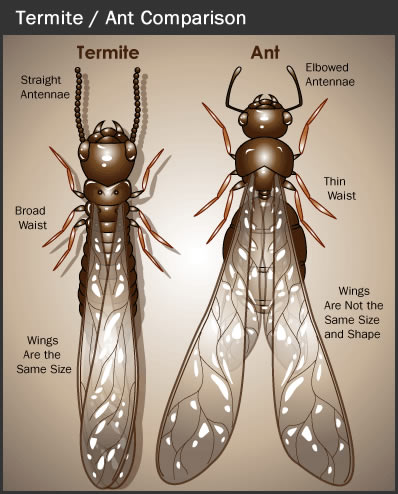 Ciri Ciri Rayap dan Perbedaan Dengan Semut