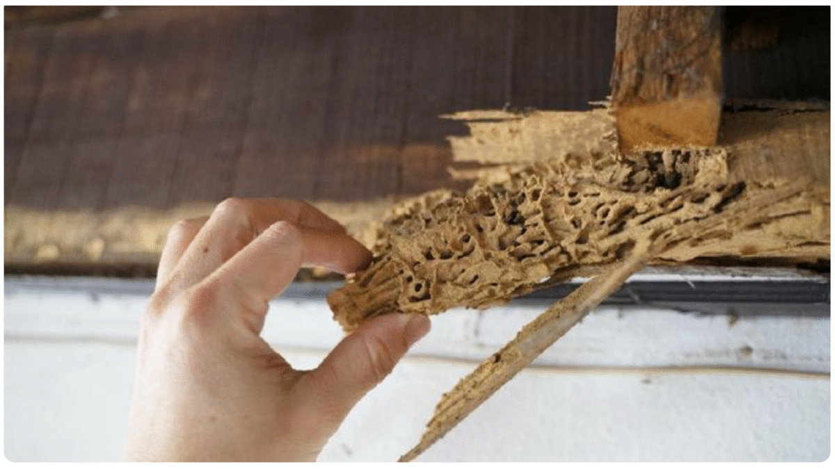 Harga jasa anti rayap Probolinggo